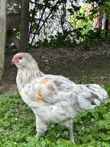 Jeune coq améraucana à donner