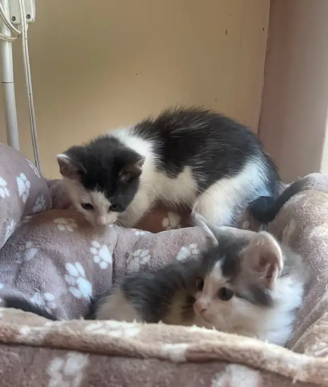 Adorable & sweet ragdoll-mix kittens!