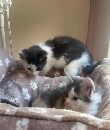 Adorable & sweet ragdoll-mix kittens!