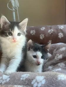 Adorable & sweet ragdoll-mix kittens! - Photo 2