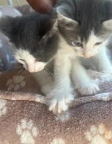 Adorable & sweet ragdoll-mix kittens! - Photo 3