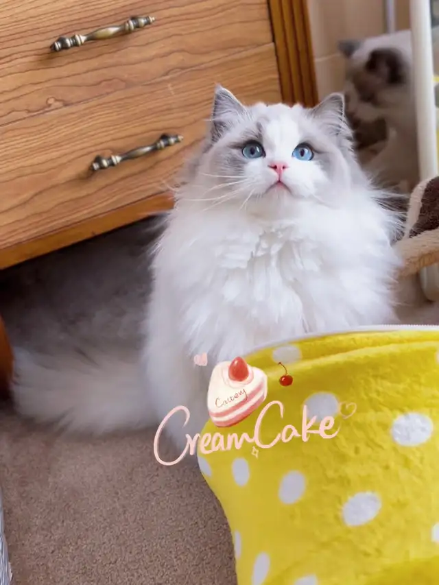 purebred ragdoll
