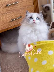 purebred ragdoll