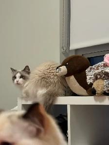 purebred ragdoll - Photo 2