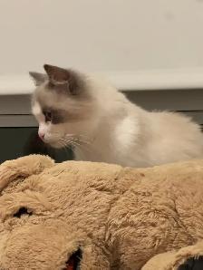 purebred ragdoll - Photo 3