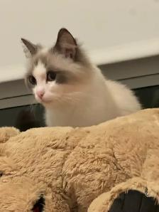 purebred ragdoll - Photo 4