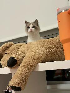 purebred ragdoll - Photo 5