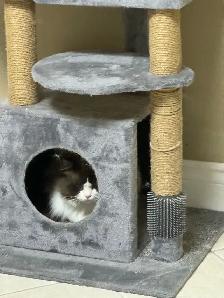 purebred ragdoll - Photo 6