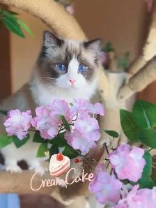 purebred ragdoll - Photo 7