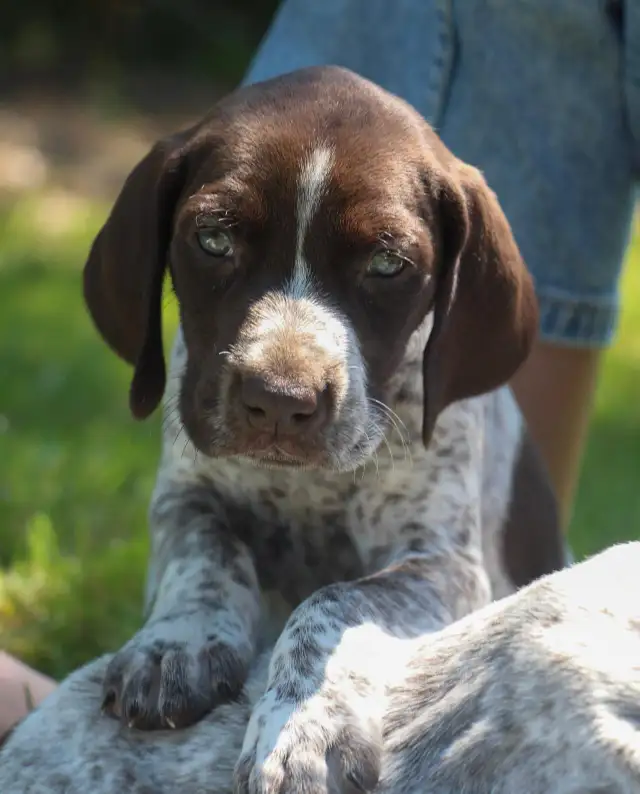 GSP Puppies