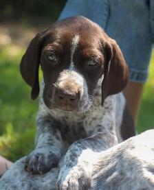 GSP Puppies