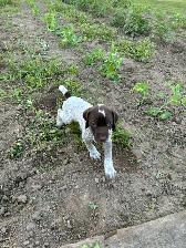 GSP Puppies - Photo 2