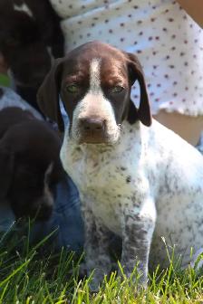 GSP Puppies - Photo 3