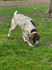 GSP Puppies - Photo 4