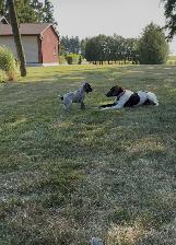 GSP Puppies - Photo 5
