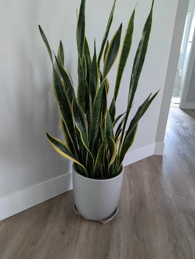 SNAKE PLANT