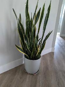 SNAKE PLANT