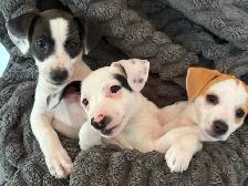 Jack Russell Puppies