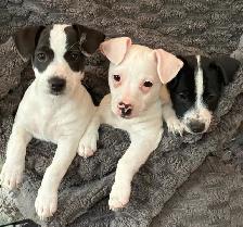 Jack Russell Puppies - Photo 2