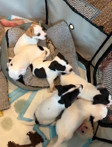 Jack Russell Puppies - Photo 3