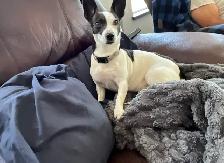 Jack Russell Puppies - Photo 4