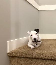 Jack Russell Puppies - Photo 5