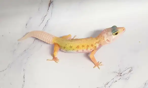 gecko leopard lemon leucistique
