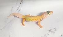gecko leopard lemon leucistique
