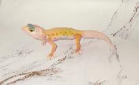 gecko leopard lemon leucistique - Photo 2