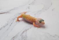 gecko leopard lemon leucistique - Photo 3