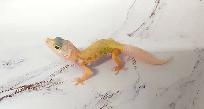 gecko leopard lemon leucistique - Photo 4