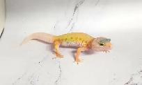 gecko leopard lemon leucistique - Photo 5