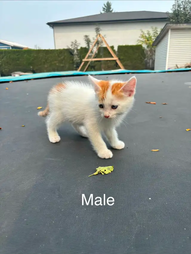 Very Tame Beautiful Kittens