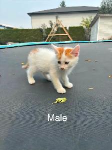 Very Tame Beautiful Kittens