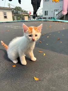 Very Tame Beautiful Kittens - Photo 2