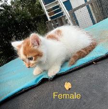Very Tame Beautiful Kittens - Photo 3