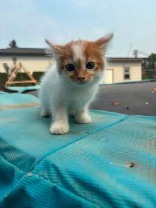 Very Tame Beautiful Kittens - Photo 4