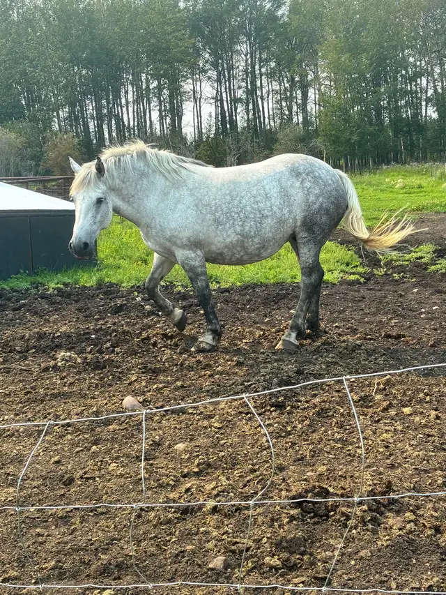 5year old draft cross mare