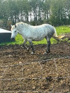 5year old draft cross mare