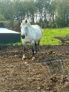 5year old draft cross mare - Photo 2