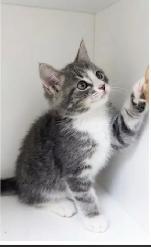 Tabby Kittens! - Photo 2