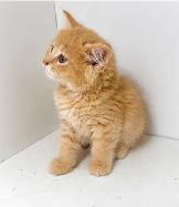 Tabby Kittens! - Photo 3