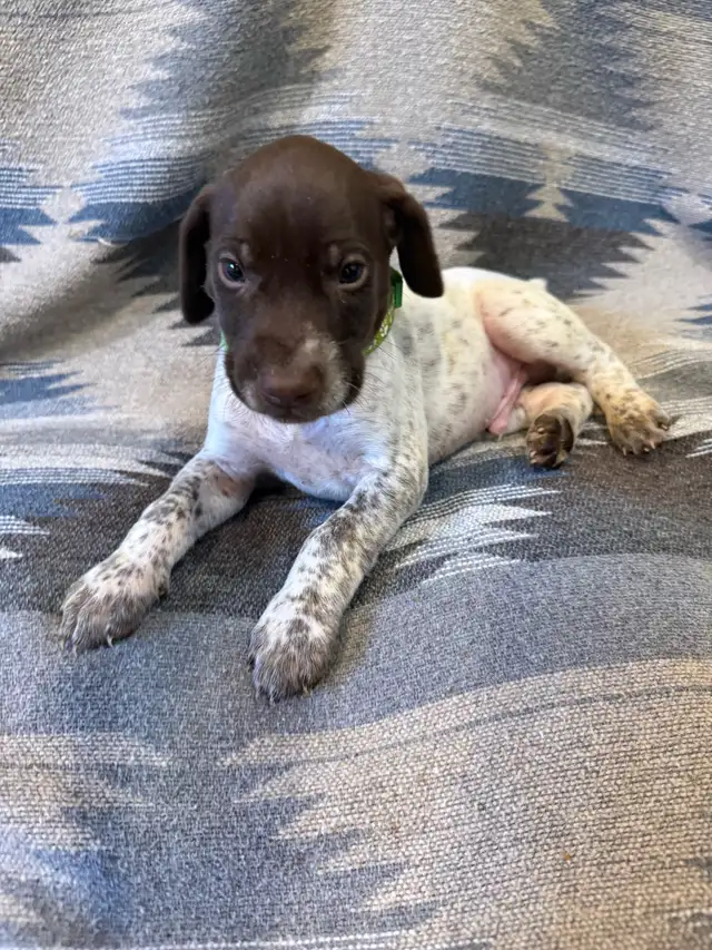 German Shorthair Puppies for sale