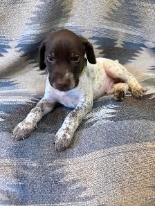 German Shorthair Puppies for sale