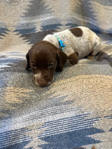 German Shorthair Puppies for sale - Photo 2