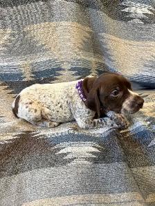 German Shorthair Puppies for sale - Photo 3