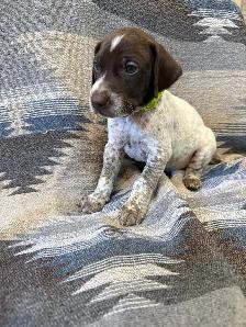 German Shorthair Puppies for sale - Photo 4