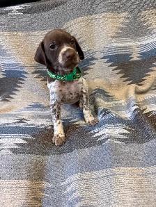 German Shorthair Puppies for sale - Photo 5