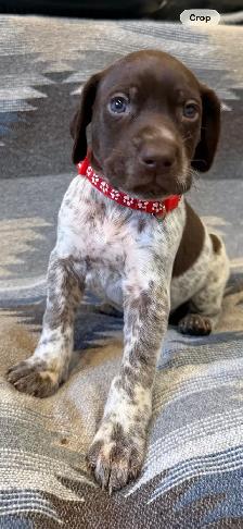 German Shorthair Puppies for sale - Photo 6