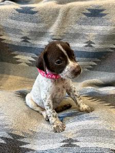 German Shorthair Puppies for sale - Photo 7
